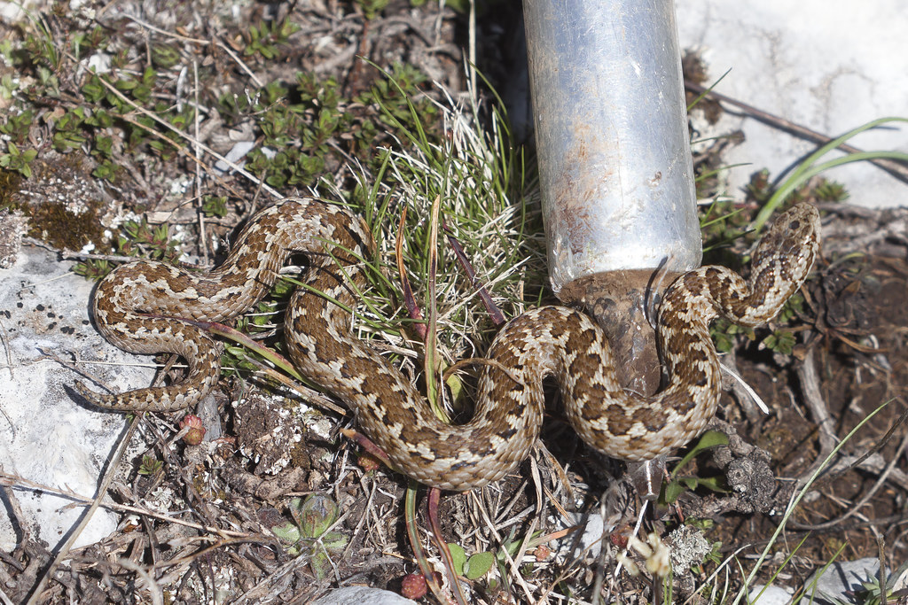 La vipera italiana è davvero così pericolosa?
