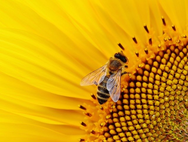 Come scegliere un’arnia per apicoltura