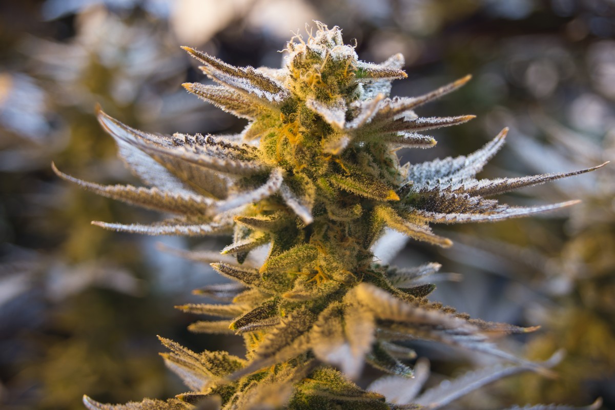 Marijuana tutti i tipi e le caratteristiche