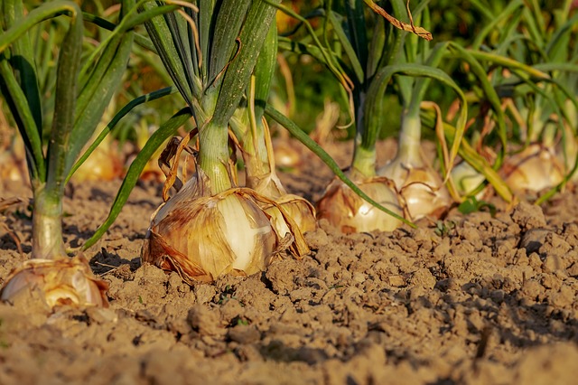 Come e quando trapiantare piante e ortaggi