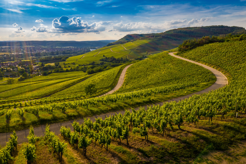 I migliori tour enogastronomici a Napa Valley